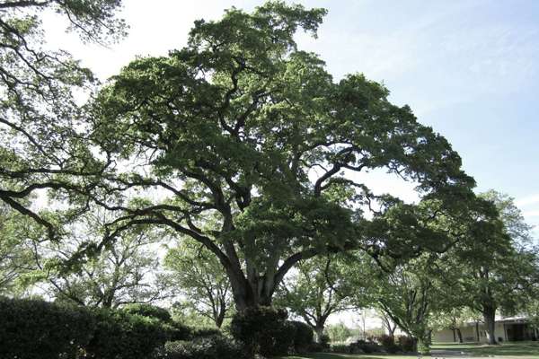 The Distinctive Characteristics of Southern Live Oak Trees