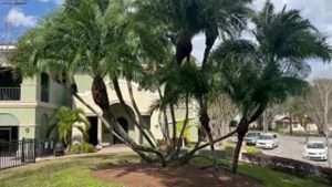 Huge Unique Reclinata Palm