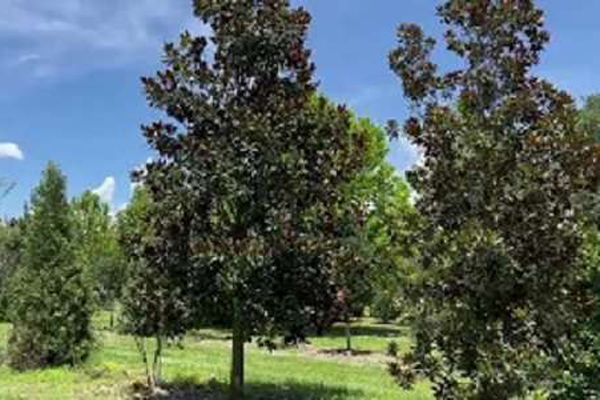 Cultivating and Caring for Magnificent Southern Magnolia Trees | Southern Magnolia Trees for Sale