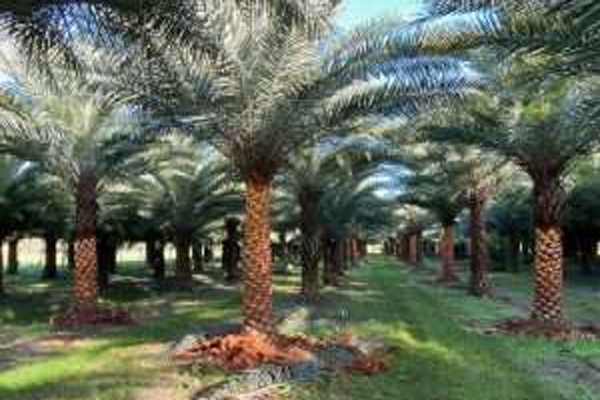 Explore 4 Benefits of Sylvester Palm Trees | Sylvester Palm Trees for Sale