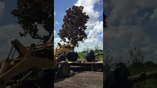 Unloading a Huge Magnolia