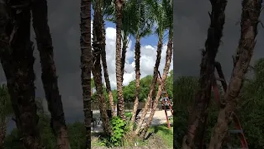 Large Reclinata Palm on Tampa Bay