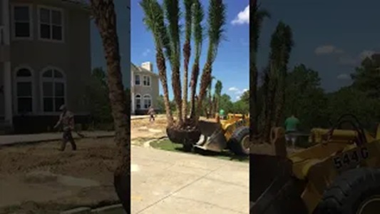 Planting a Reclinata Palm