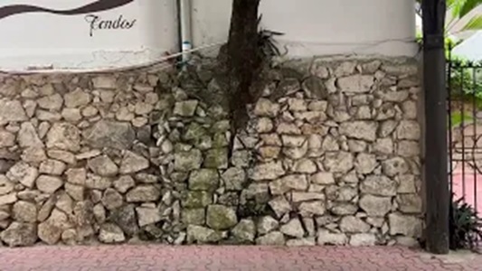 Tree Growing Out of a Wall