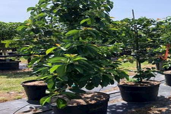 The Fascinating Pollination Journey of Avocado Trees | Avocado Trees for Sale in Florida