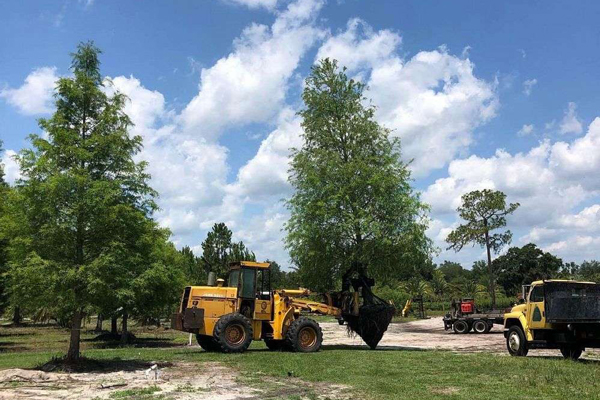 Planting and Nurturing Bald Cypress Trees in Florida