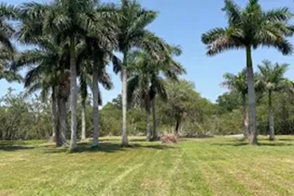 Exploring the Diversity of Palm Trees for Sale in Florida