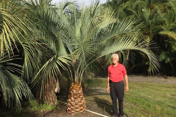 6 Reasons to Invest in Pindo Palm Trees for Your Property | Pindo Palm Trees for Sale