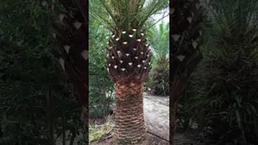 Canary Island Date Palm Trim