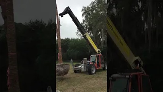 Planting a Double Chinese Fan Palm