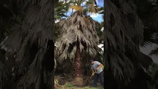 Digging Washingtonia Palm