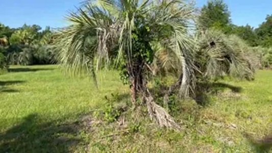 Field of Pindo Palms