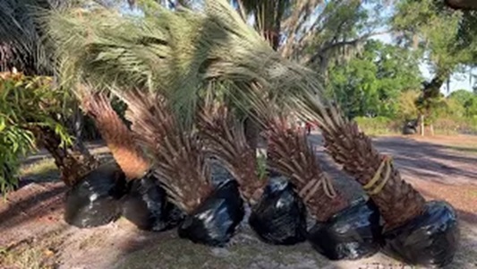 Load of Pindo Palms