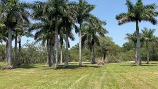 Royal Palms For Sale