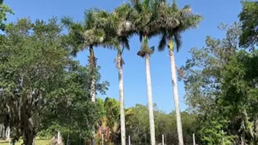 Four Large Royal Palms For Sale