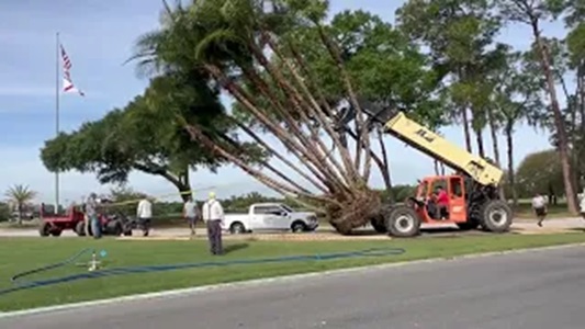 Transport Huge Palm
