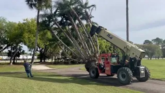 Transporting Huge Palm On Site