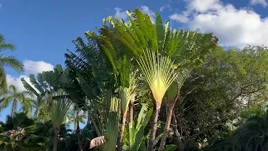 Travelers Palm Cluster For Sale