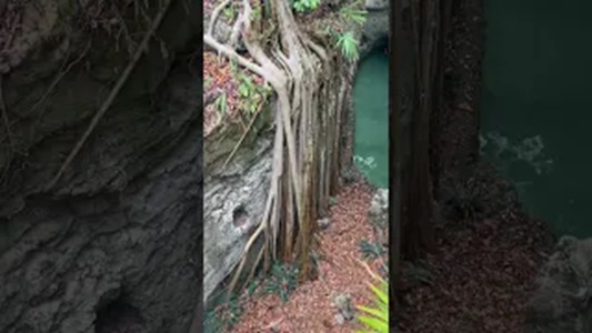 Unique Banyan Tree
