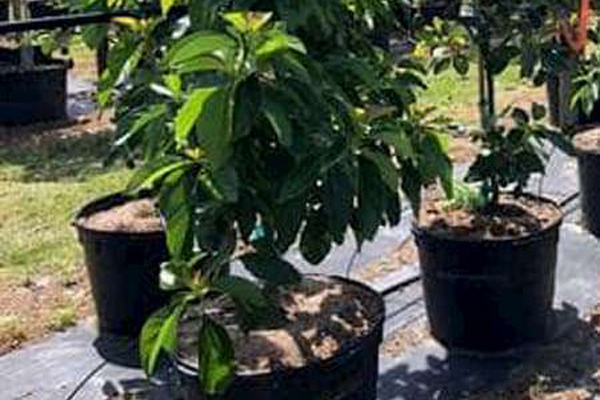 Finding Perfect Avocado Trees for Your Florida Home | Avocado Trees for Sale in Florida