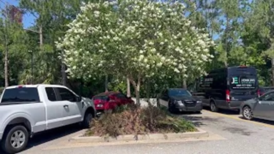 Natchez(White) Crepe Myrtle (Flowering) Tree
