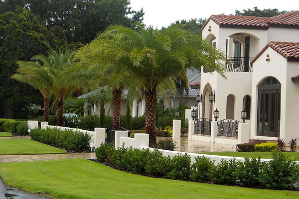 Landscaping Ideas to Transform Your Yard with Sylvester Palm Trees | Sylvester Palms for Sale in Florida