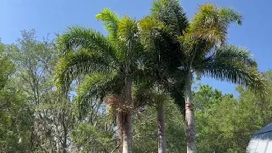 Foxtail Palms For Sale
