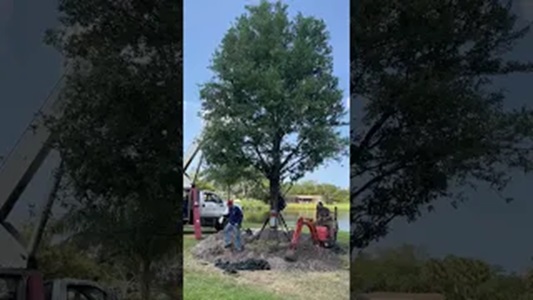 Huge Live Oak Planting