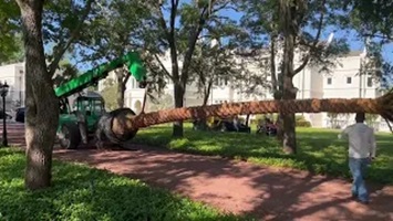 Moving a Huge Sylvester Palm