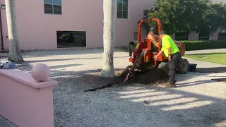 Trenching a Huge Palm For Removal