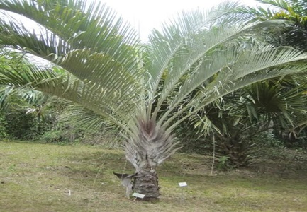 TRIANGLE PALM-(DYPSIS DECARYI)