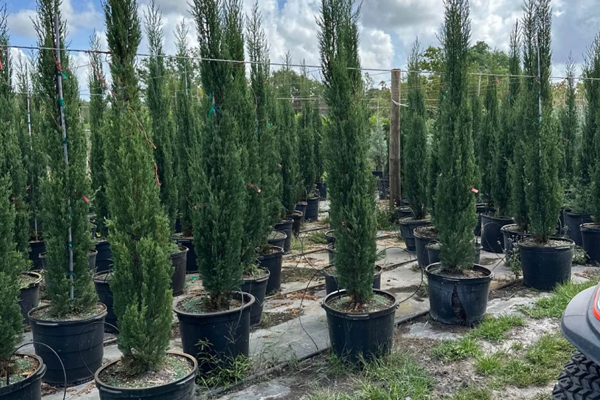 Using Delivery and Installation Services for Cypress Trees | For Sale in Florida