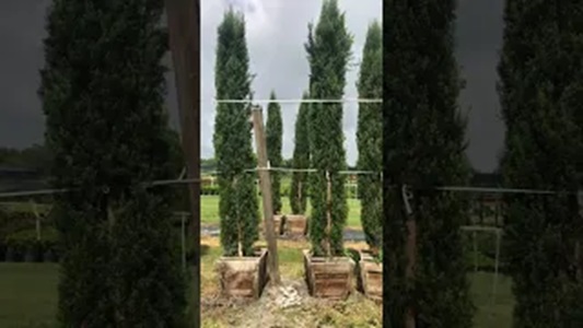 Italian Cypress Trees For Sale in Florida