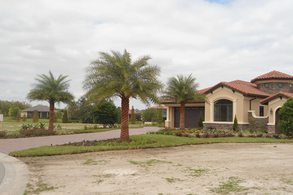 Why are Sylvester Palms Perfect for Florida Landscapes? | For Sale in Florida