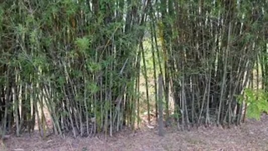 Common Bamboo Privacy Screen