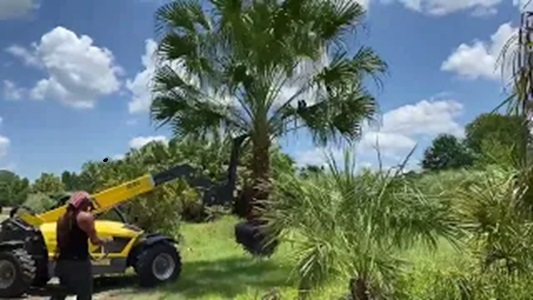 Ribbon Palm Being Transported in Farm