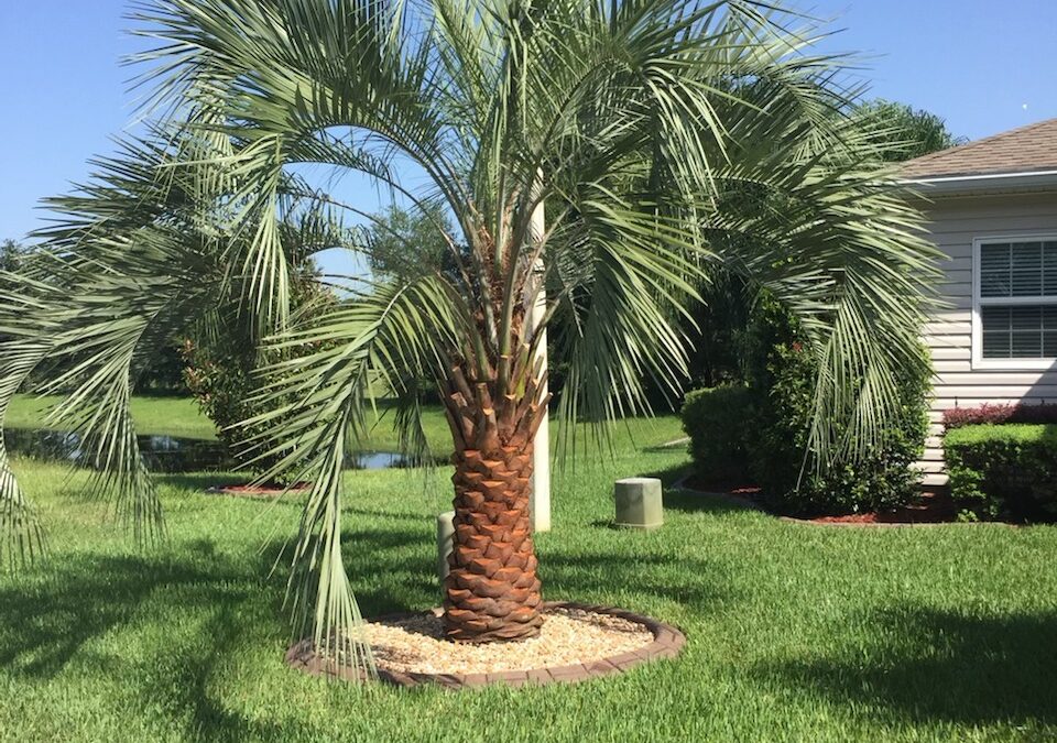 PINDO PALM