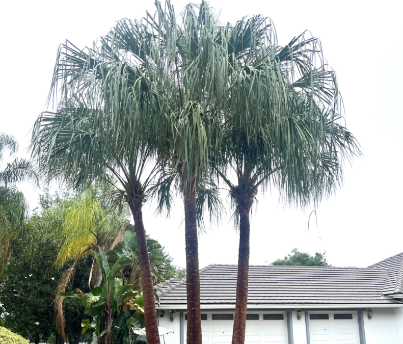 RIBBON PALM