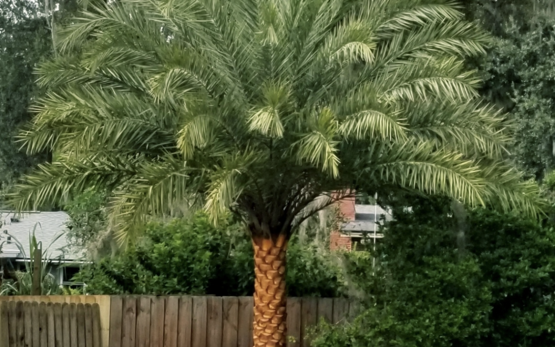 SYLVESTER PALM