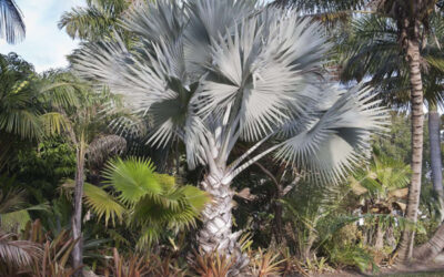 Why You Should Add Bismarck Palm Trees to Your Landscape | Bismarck Palm Trees for Sale