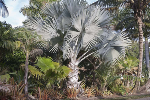 Why You Should Add Bismarck Palm Trees to Your Landscape | Bismarck Palm Trees for Sale