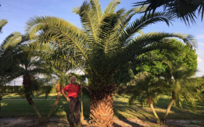 How Canary Palm Trees Enhance Environmental Landscaping | Canary Palms for Sale