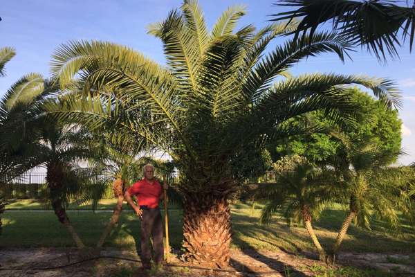 How Canary Palm Trees Enhance Environmental Landscaping | Canary Palms for Sale