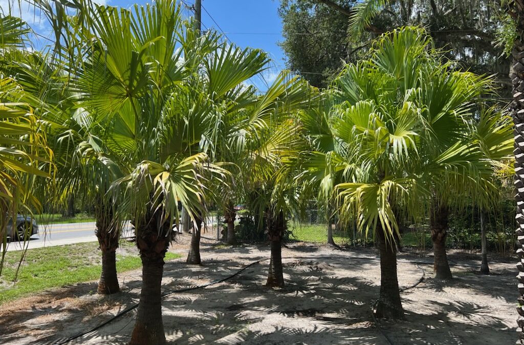 CHINESE FAN PALM