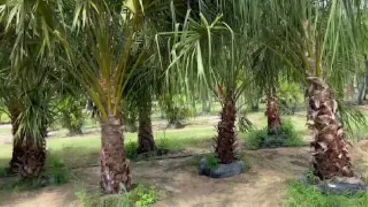 Carnavon Gorge Palm - Live Plant in a 10 Inch Growers Pot shops - Livistona Nitida - Rare Ornamental Palms of Florida