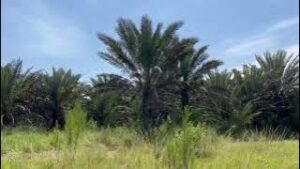 Beautiful Field of Medjool Date Palms