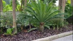 Beautiful Palm Tree Bed