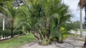 Robellini-Reclinata Hybrid Palm