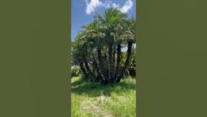 Huge Reclinata Hybrid Palm