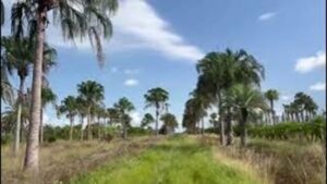 Ribbon Palms in a Tree Farm